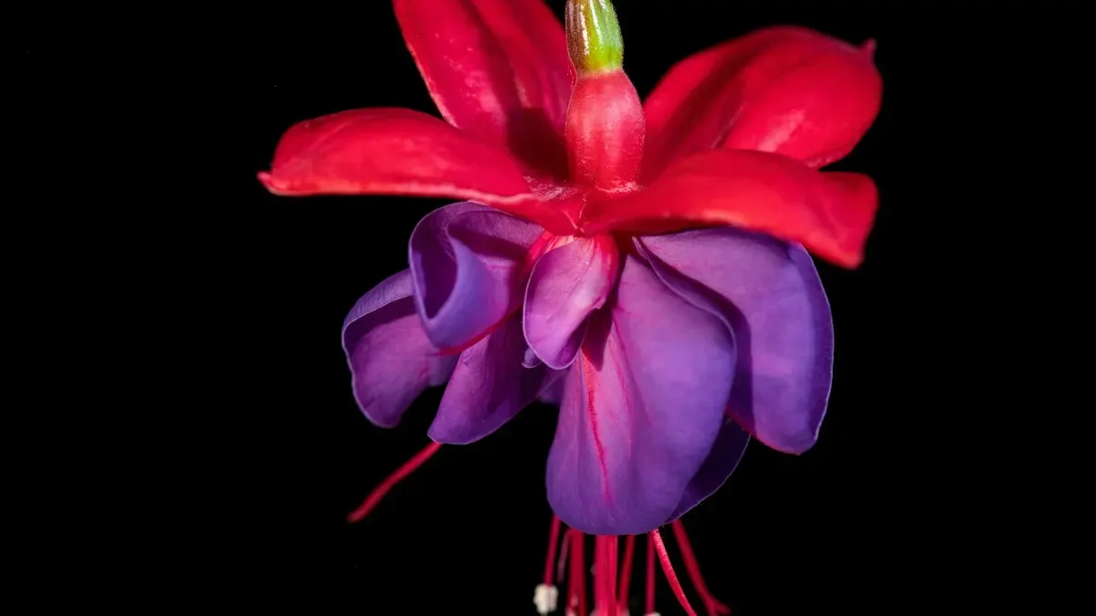 黒い背景に咲くフューシャの花