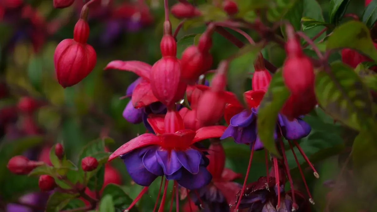 赤と紫のフューシャの花