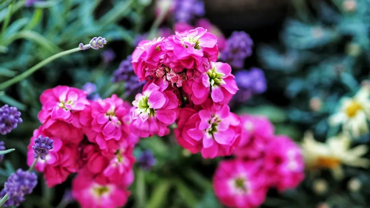 鮮やかなピンクの花とラベンダー