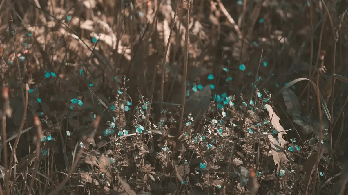 枯れ草の中に咲く青い小花