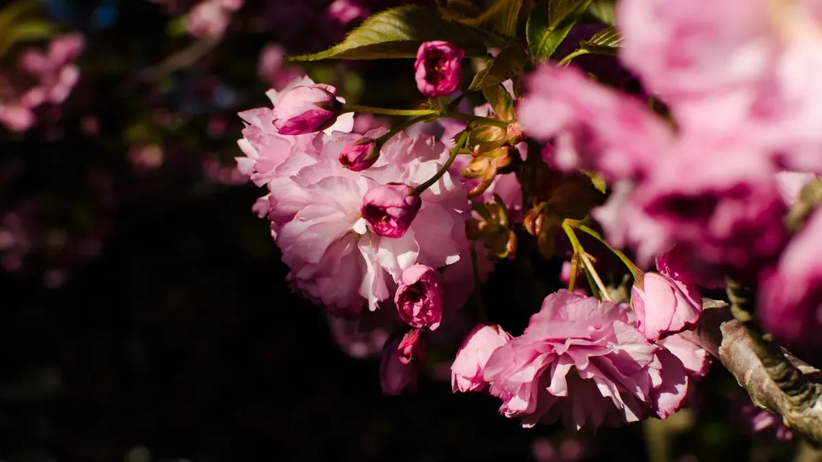 鮮やかなピンクの花